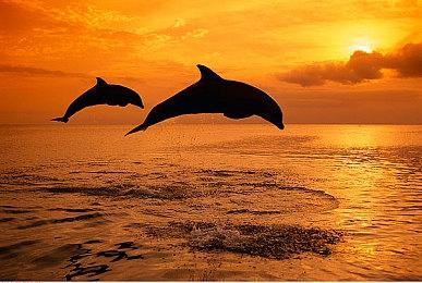 11bit发行新作《印蒂卡》公开 2024年发售