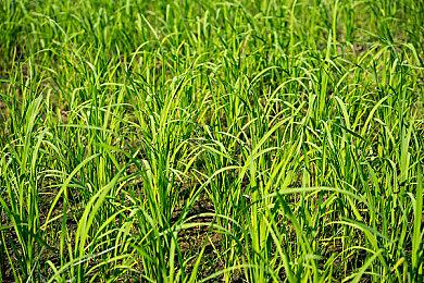 《巫师3》与《巫师：怪物杀手》怪物对比视频